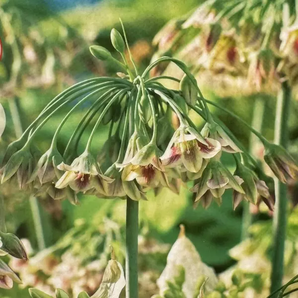 plant/Sicilian Honey Lily Bulbs 5 pack-0