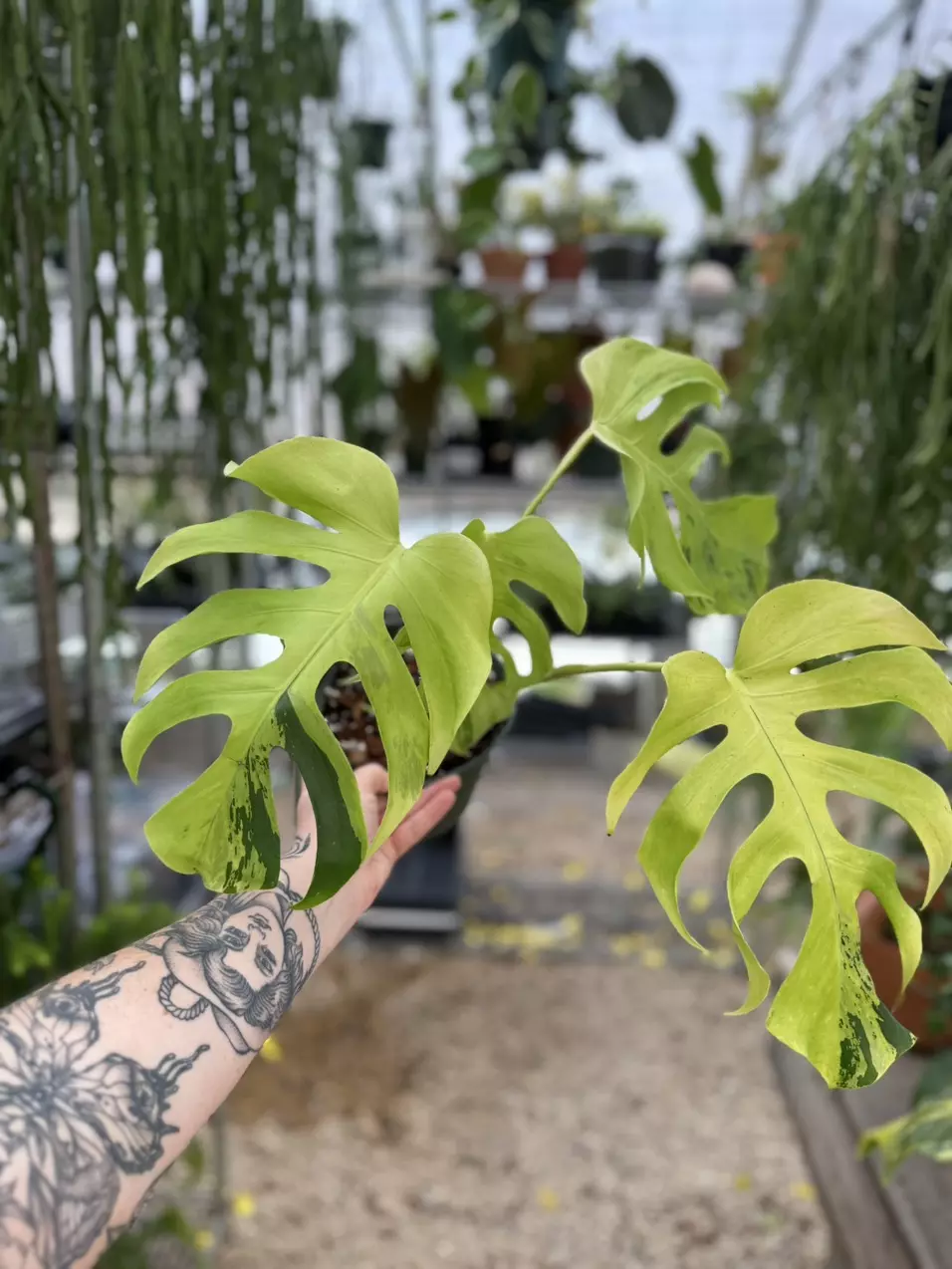plant/Monstera Light Lime-1