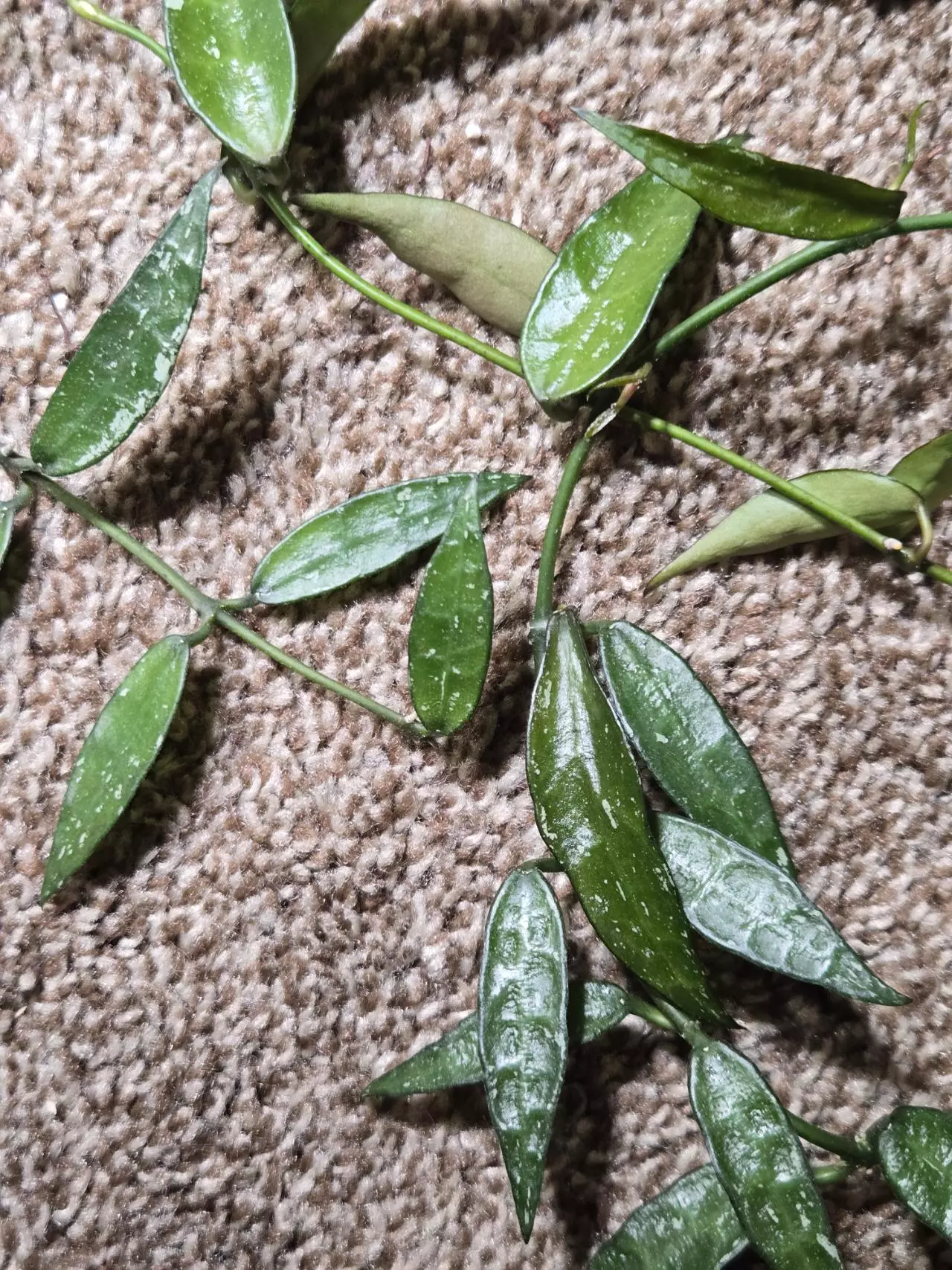 plant/Hoya Mr. TENT cutting-0