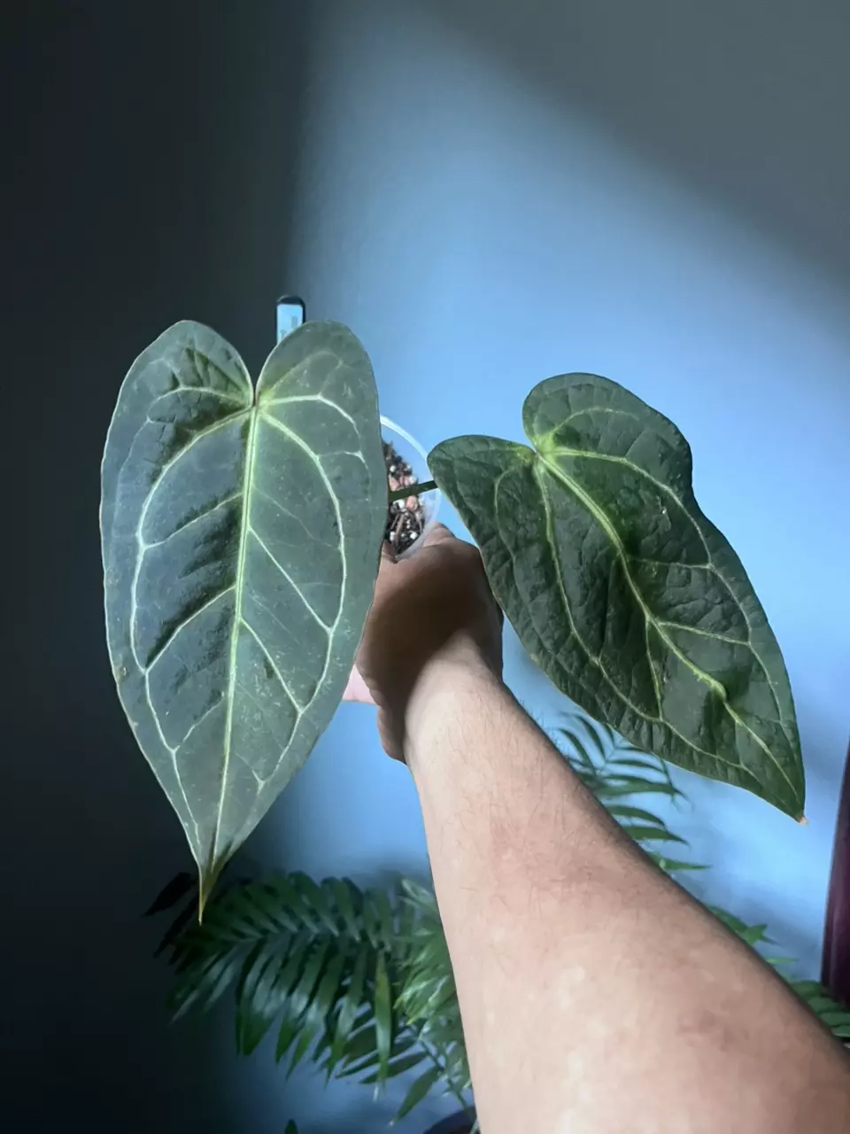plant/Anthurium Noid x (Zara x Michelle)-0