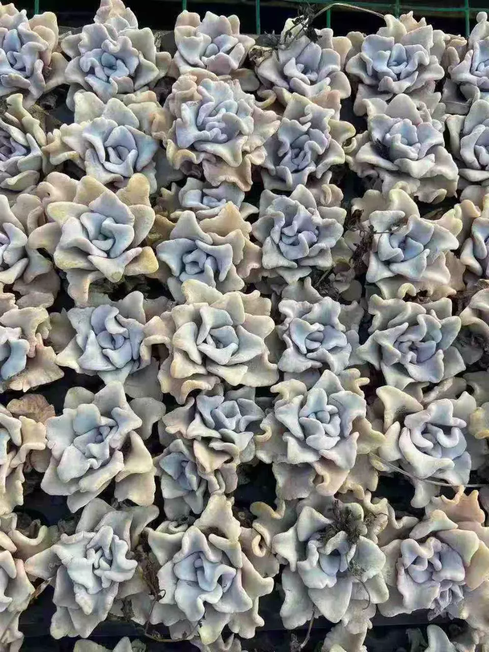 plant/Crispate Beauty about 1.8 inch. 5 pcs-1