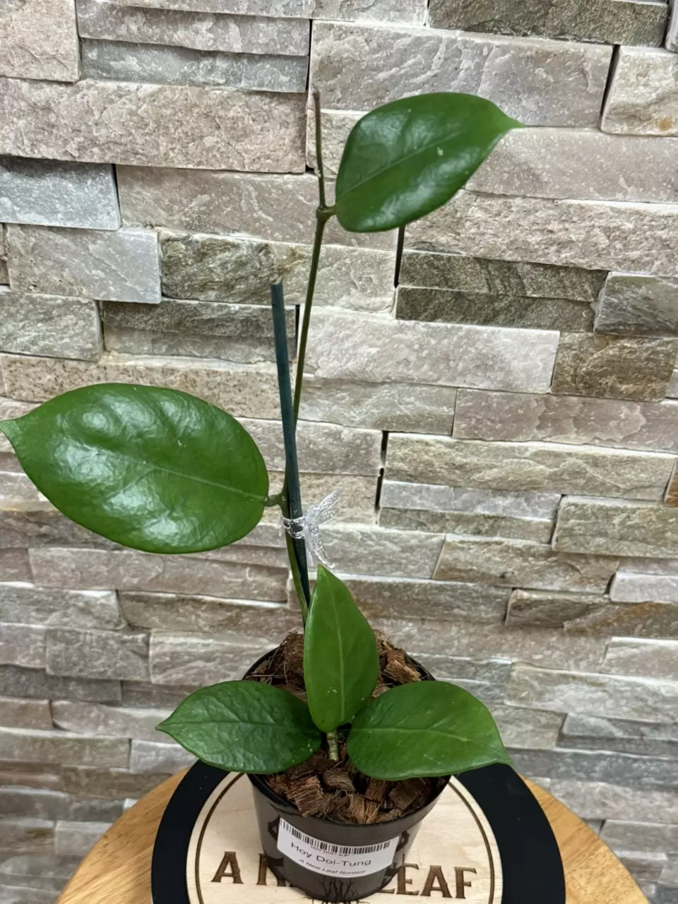 plant/Hoya Doi-Tung-2