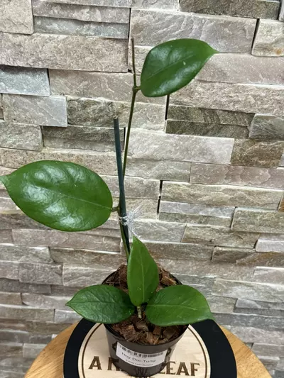 plant/Hoya Doi-Tung-2-thumbnail