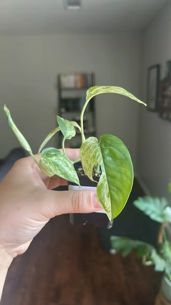 plant/Epipremnum Pinnatum Marble-1