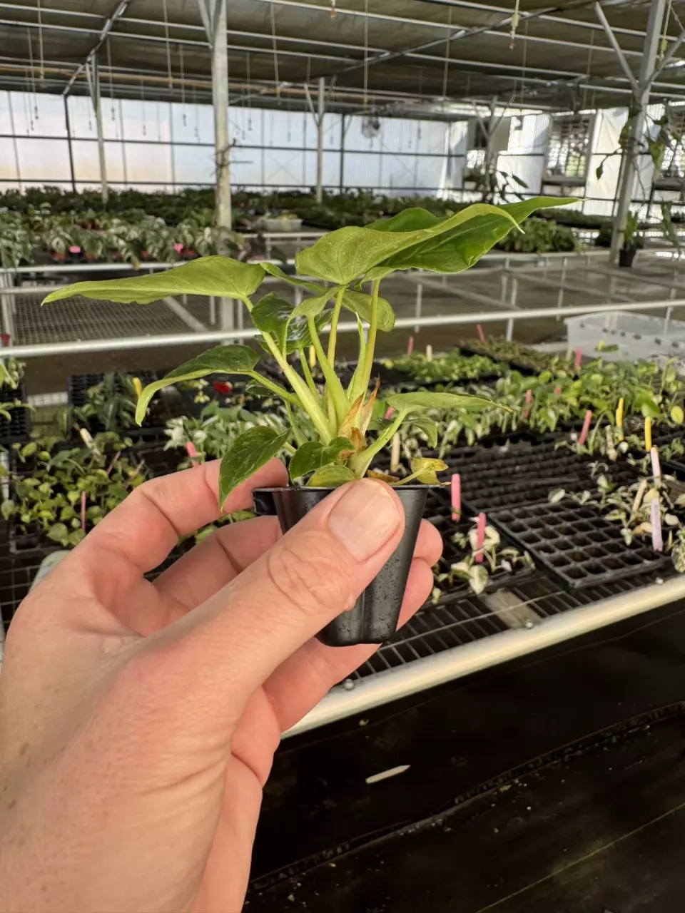 plant/Philodendron Verrucusom mini starter plant growers choice-6