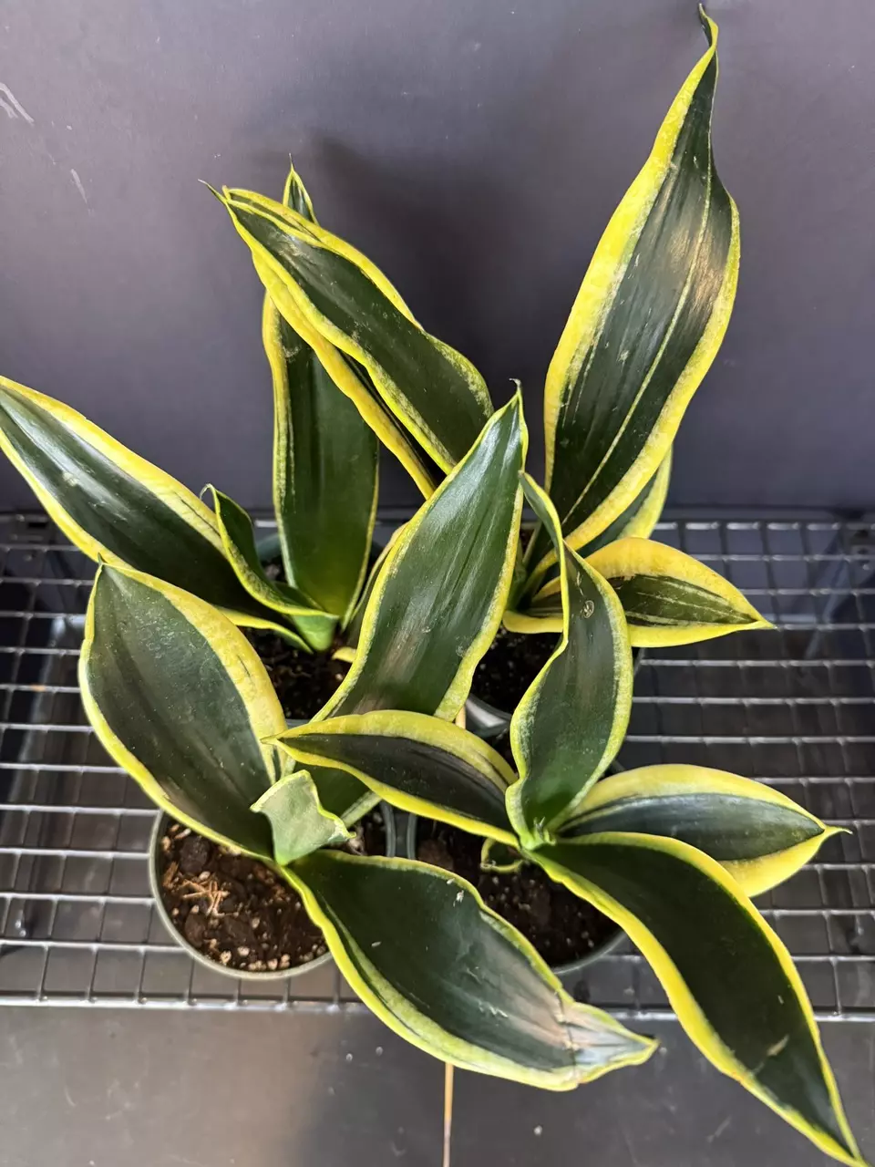 plant/Sanseveria Black Gold-0