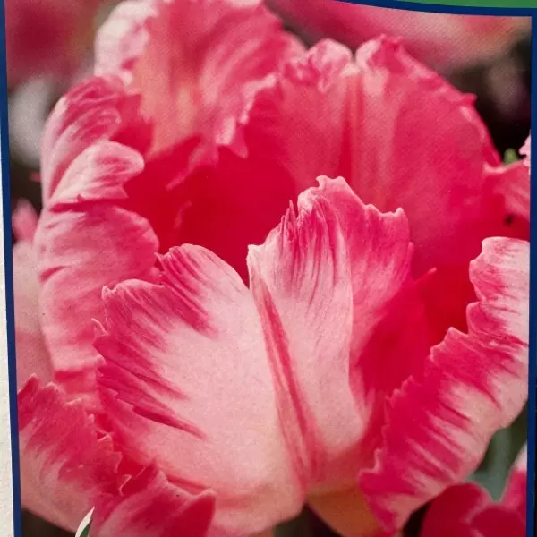 plant/‘Silver Parrot’ Pink & White Tulip Bulbs 5 pack-0
