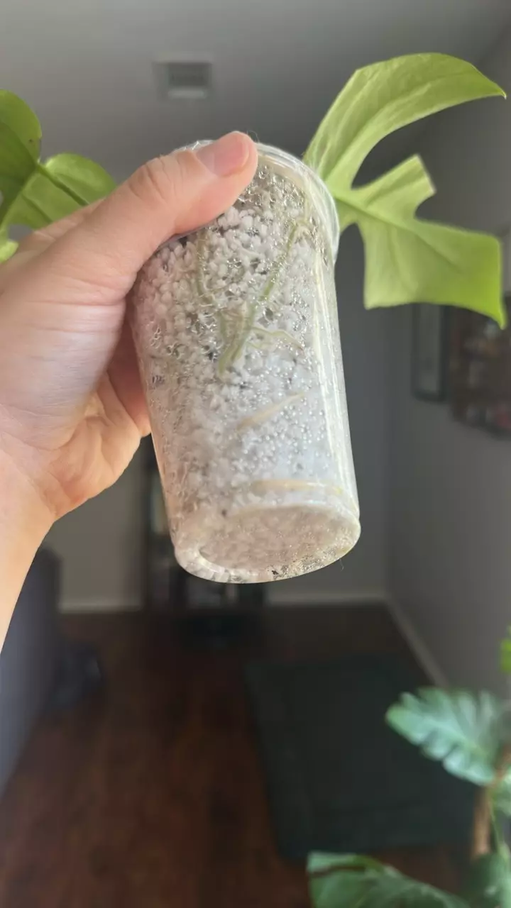 plant/Monstera Tetrasperma-1