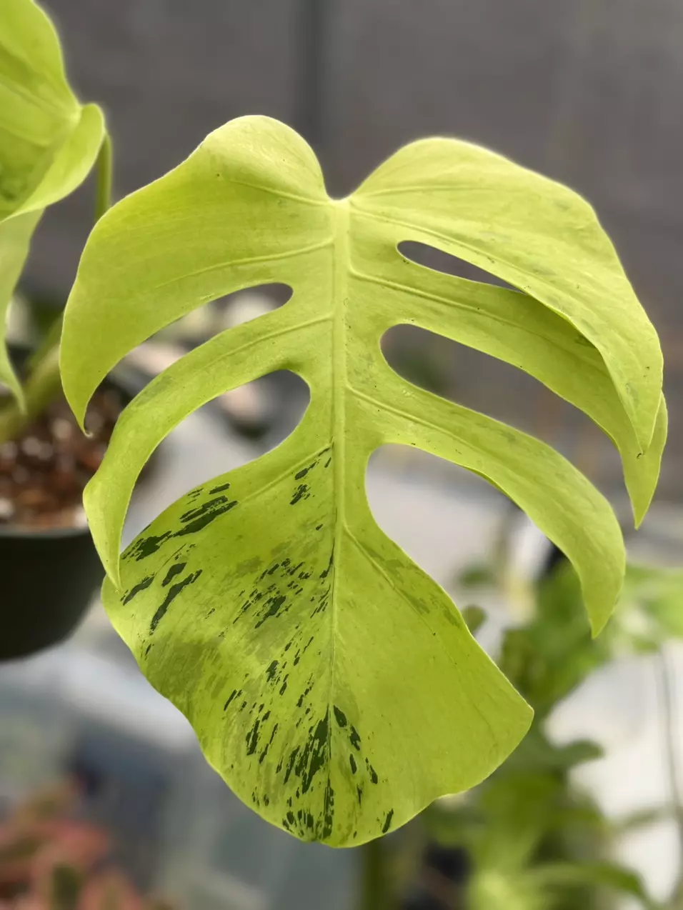 plant/Monstera Light Lime-0