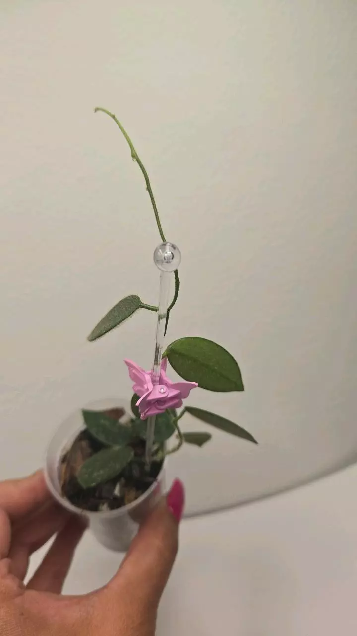 plant/Hoya Thompsonii Splash (White Flower) #9076-3