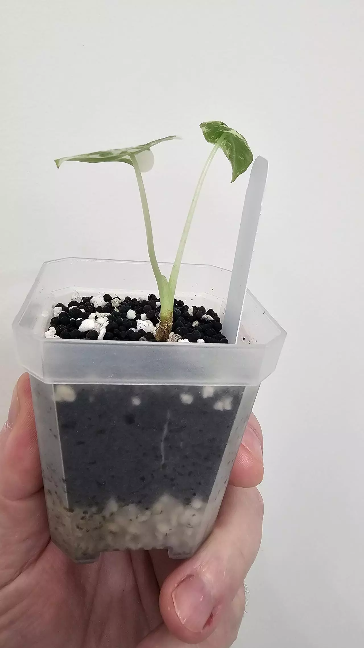 plant/Alocasia Variegated Frydek Pup #8-4