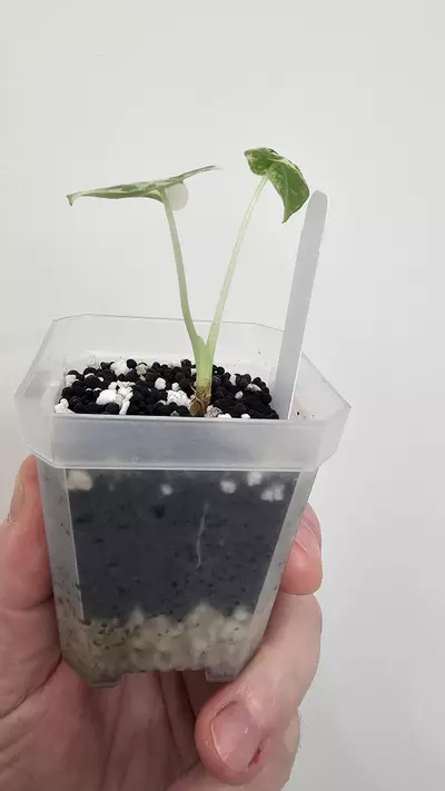 plant/Alocasia Variegated Frydek Pup #8-4-thumbnail