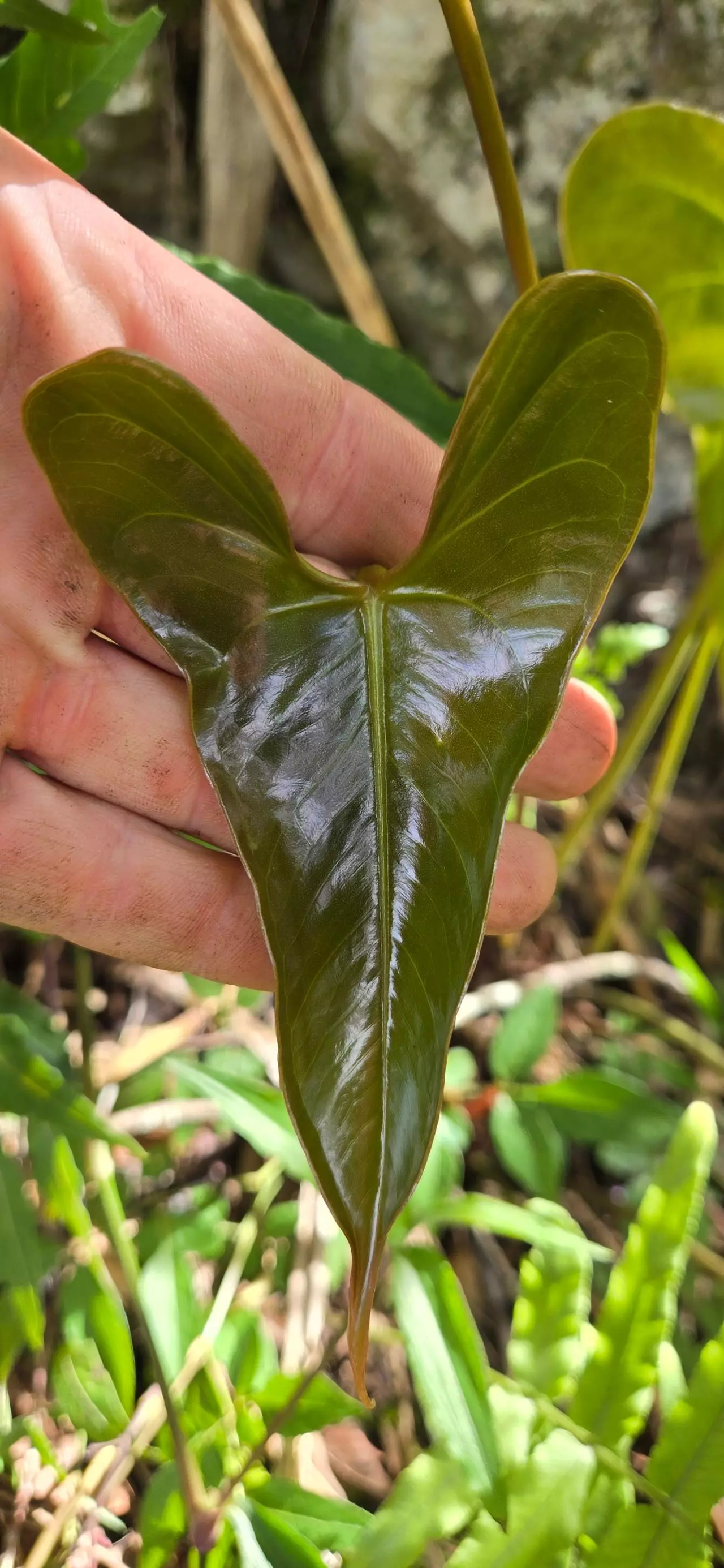 plant/Anthurium lucens Ocosingo Chiapas (seedling)-1
