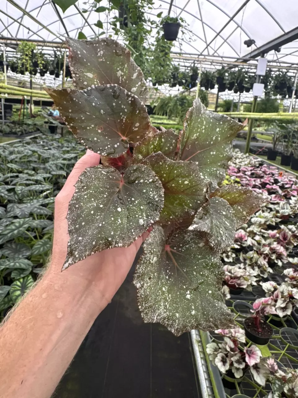 plant/Begonia midnight constellations 4” pot growers choice-1