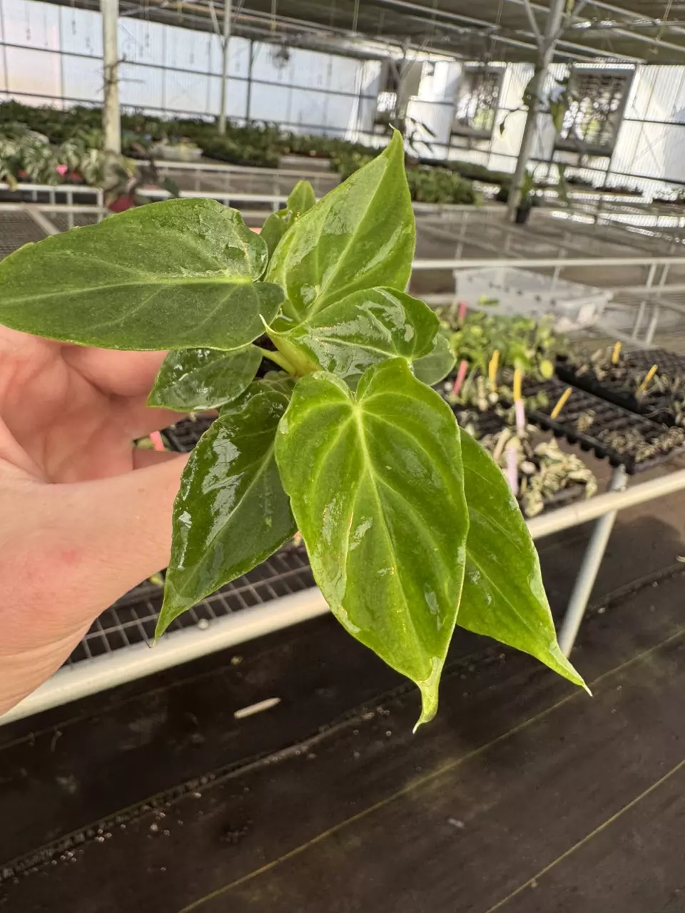 plant/Philodendron Verrucusom mini starter plant growers choice-1