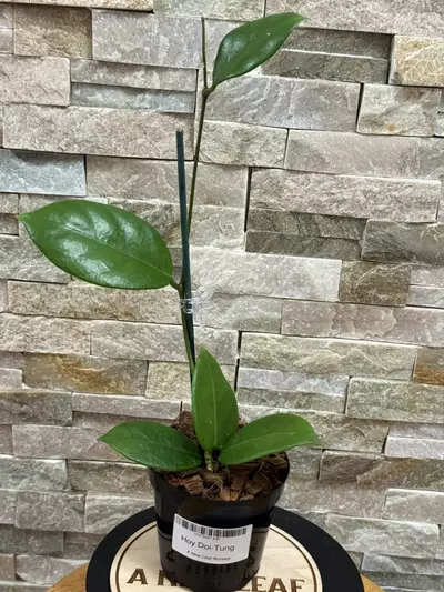 plant/Hoya Doi-Tung-0-thumbnail