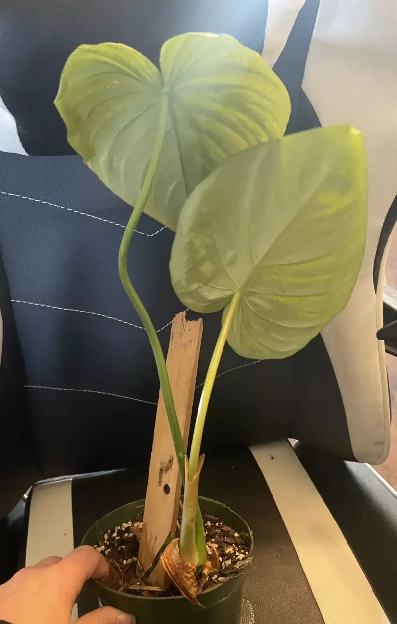 plant/Philodendron mcdowell-1
