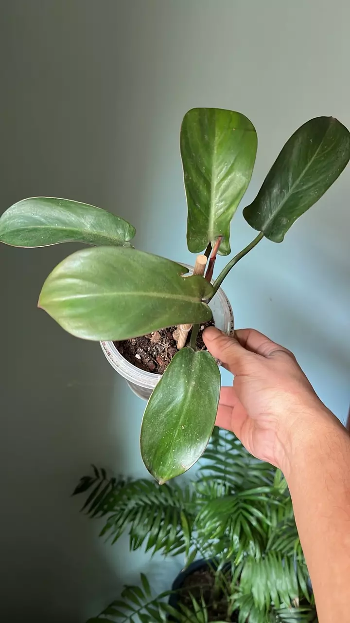 plant/Philodendron Florida bronze-0