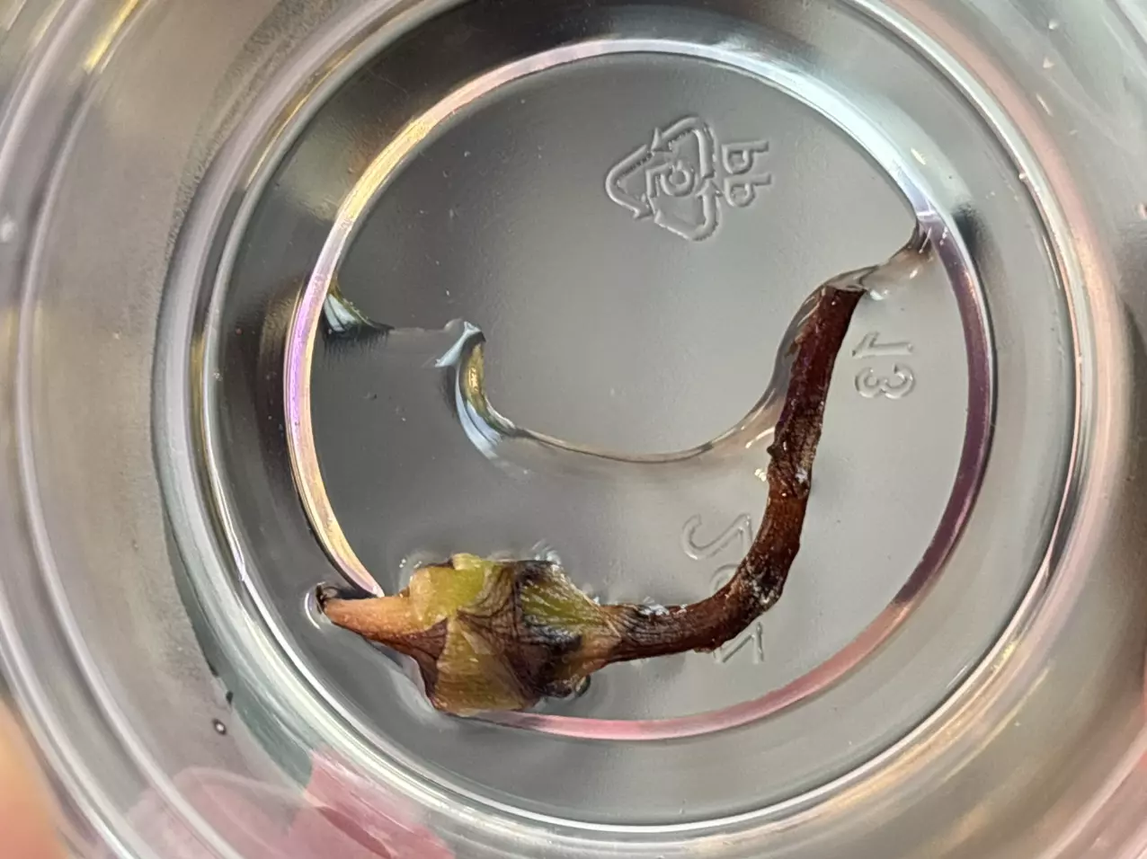 plant/Sanderiana Aurea Bull Corm-1