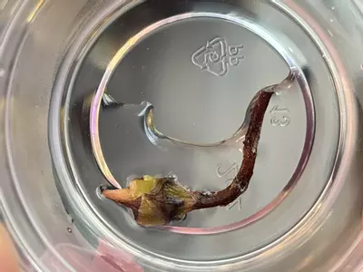 plant/Sanderiana Aurea Bull Corm-1-thumbnail