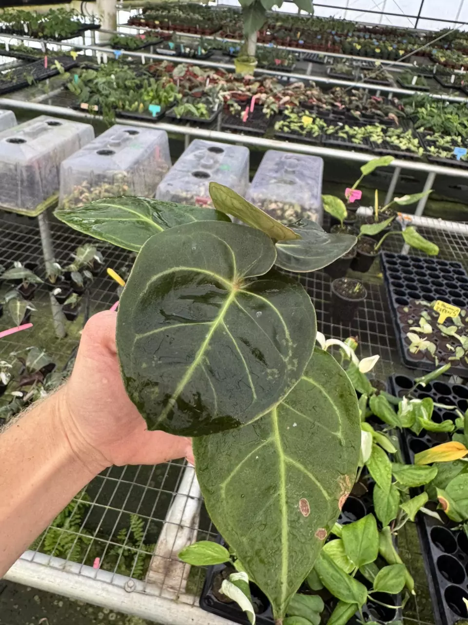plant/Seed grown anthurium Hoffmanii starter plant growers choice-6