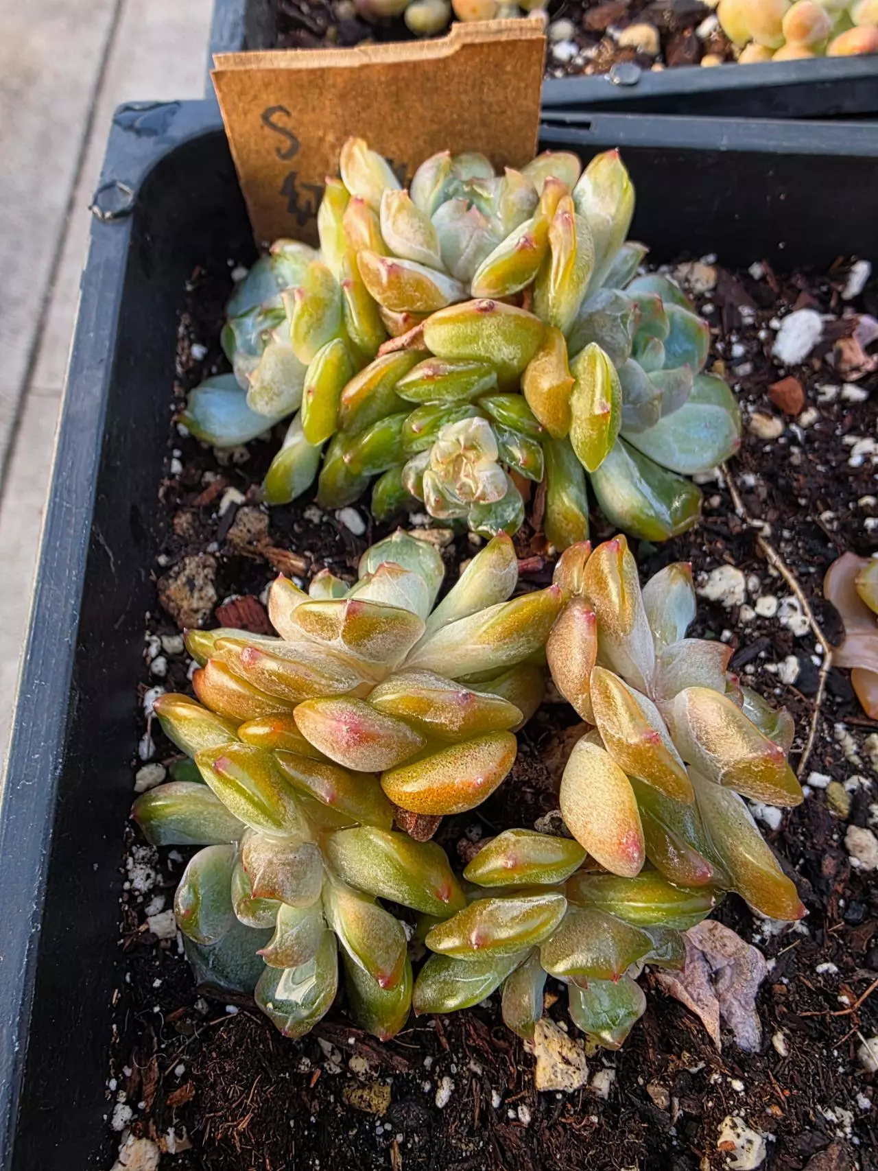 plant/Red lover amber 1pc-0