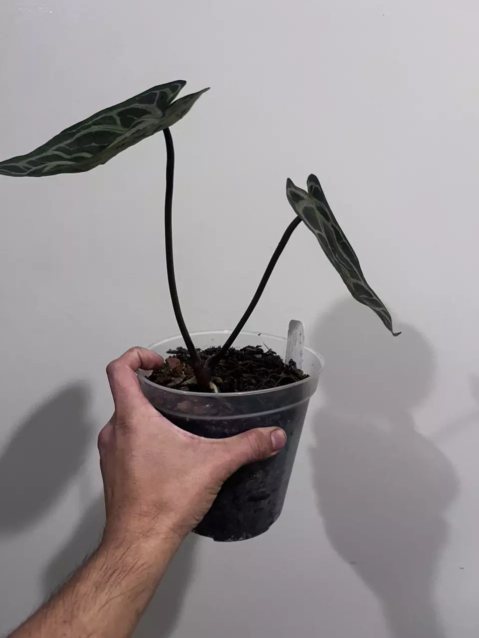 plant/Anthurium tezula crystal mag x doc block F2-1