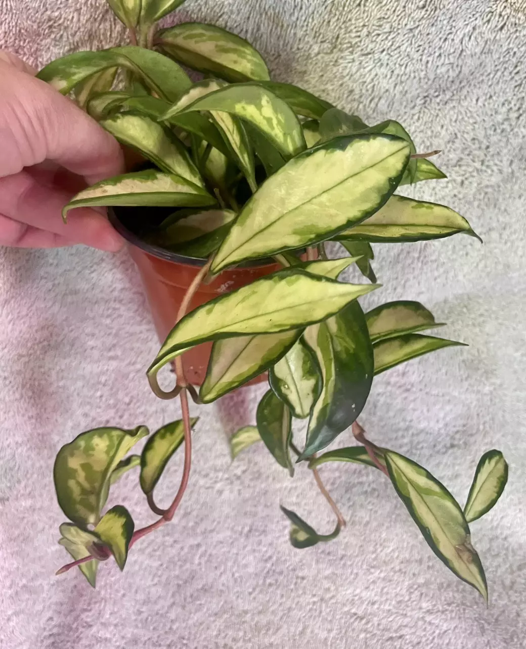 plant/Hoya krimson princess-2