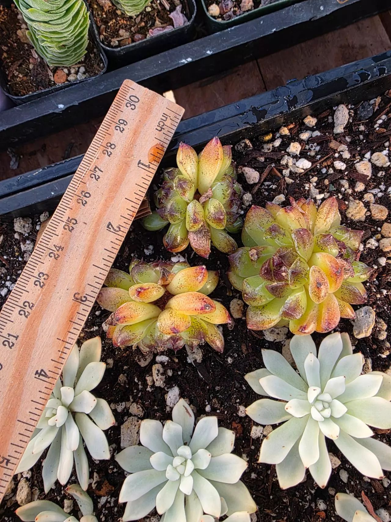 plant/Chun qing forest 1pc-1