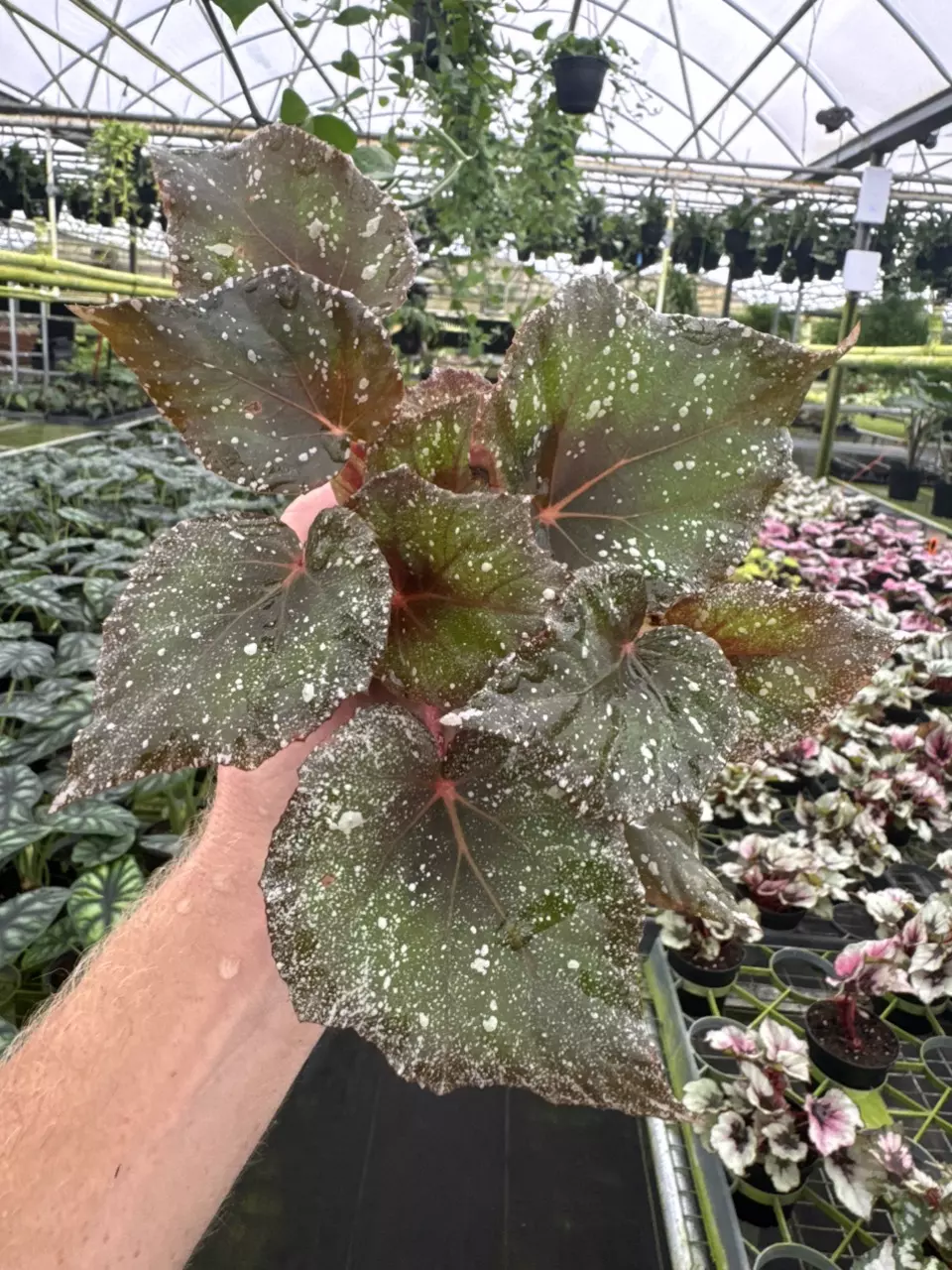 plant/Begonia midnight constellations 4” pot growers choice-0