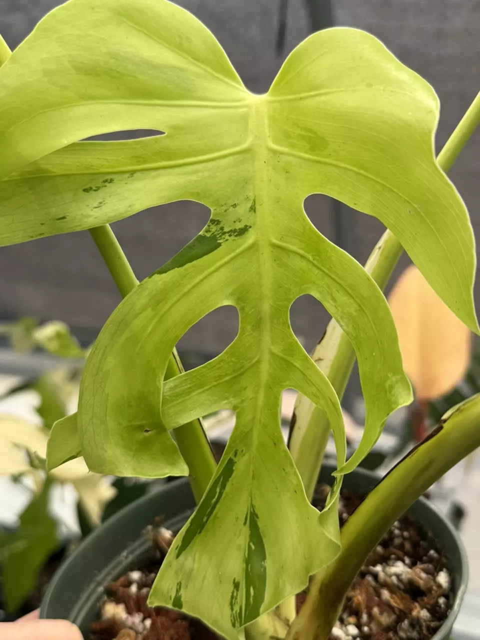 plant/Monstera Light Lime-5