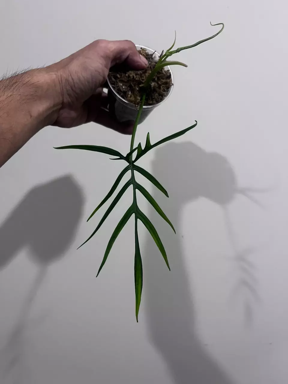 plant/Philodendron polypodioides-0