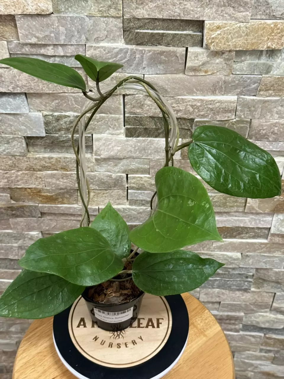 plant/Hoya Glabra Schlechter-1