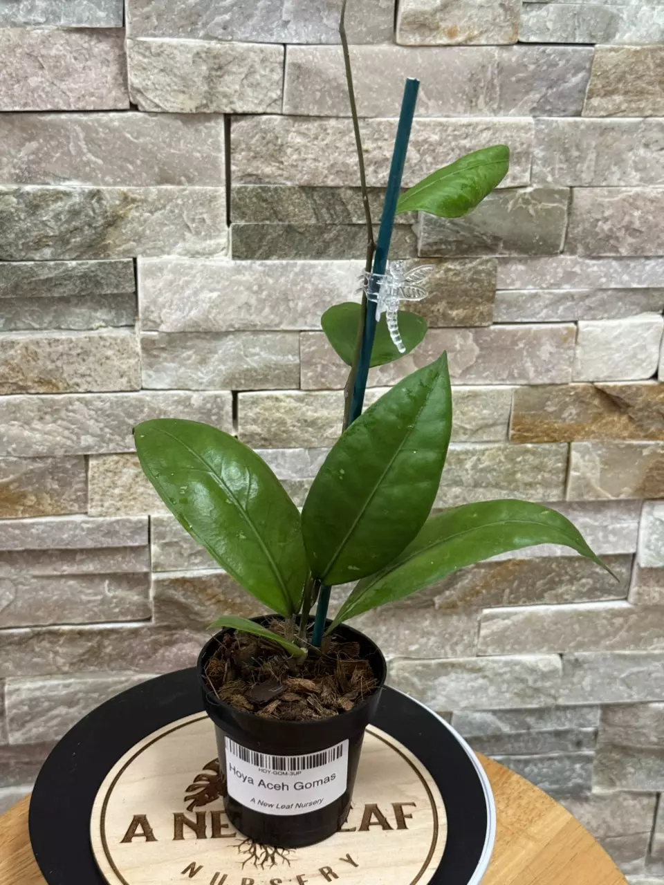 plant/Hoya Aceh Gomas-0