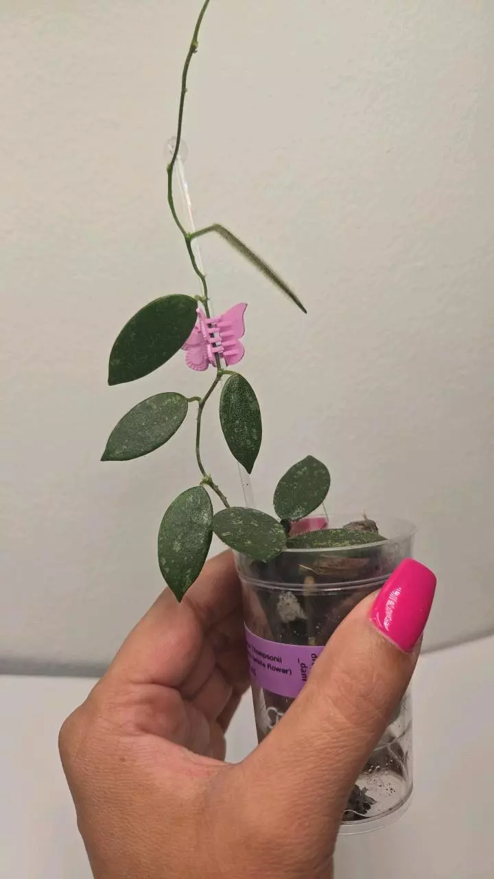plant/Hoya Thompsonii Splash (White Flower) #9076-1