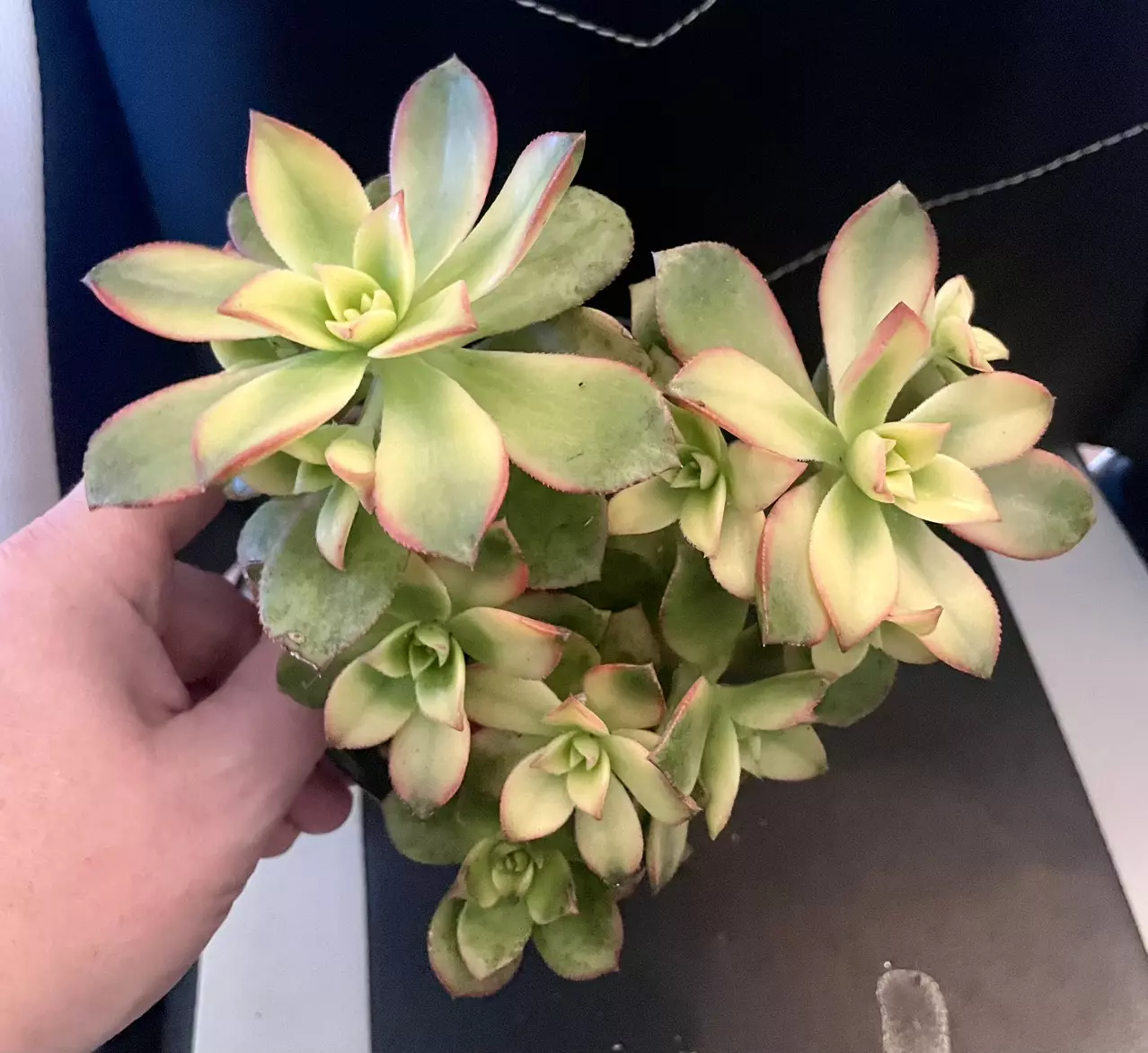plant/Aeonium pinwheel cluster-1