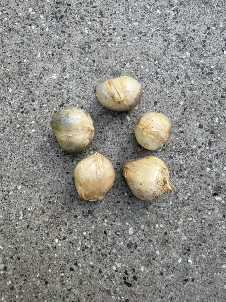 plant/Sicilian Honey Lily Bulbs 5 pack-1