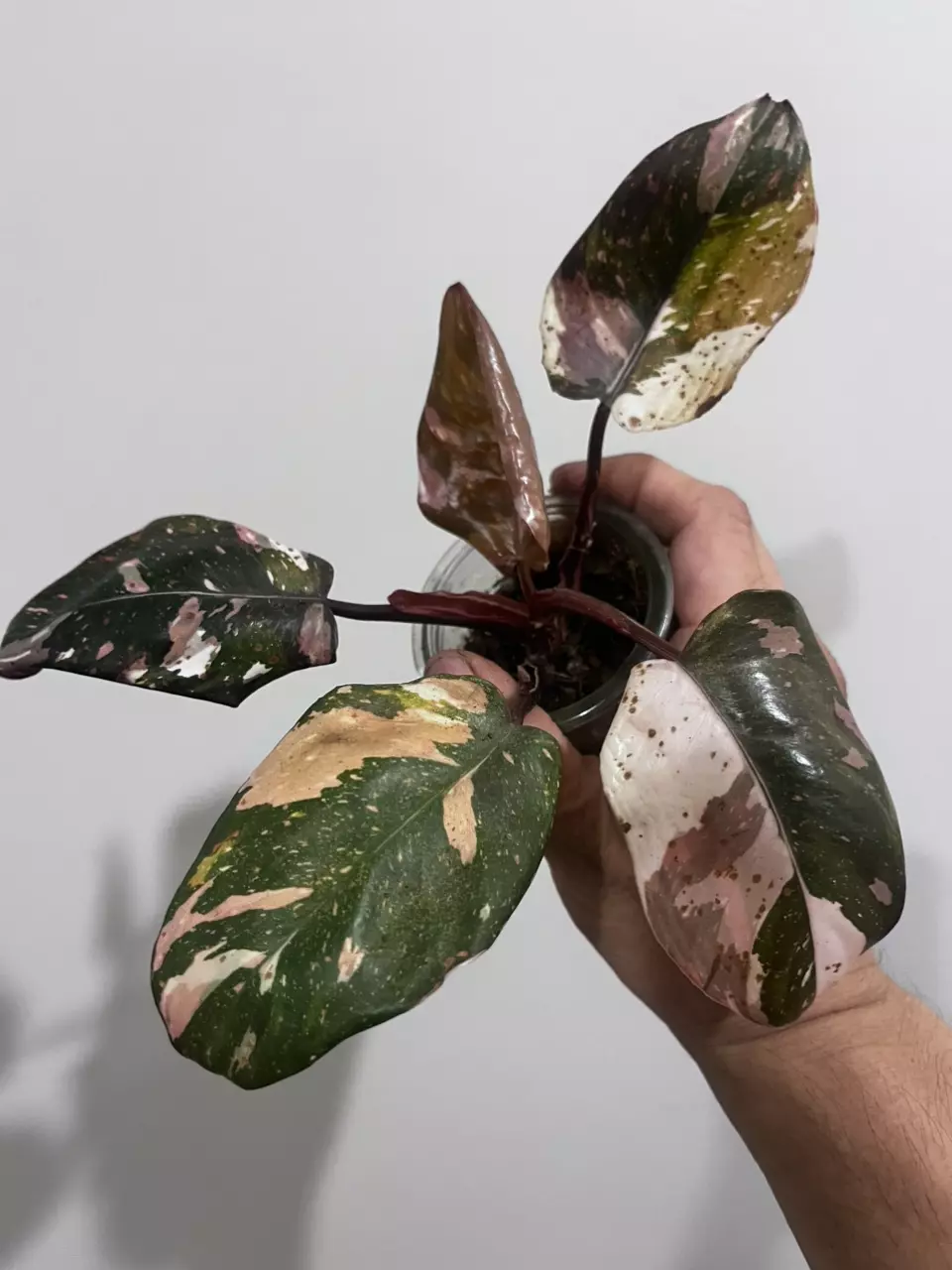 plant/Philodendron Red Anderson-0