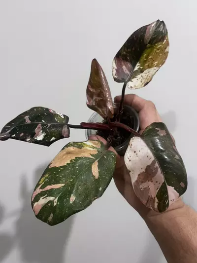 plant/Philodendron Red Anderson-0-thumbnail