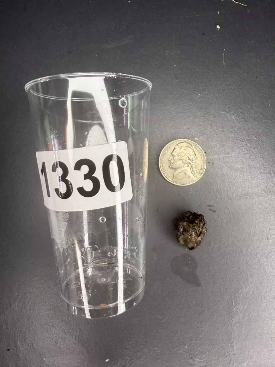 heat_pack/Mint Batwing Alocasia corm-0