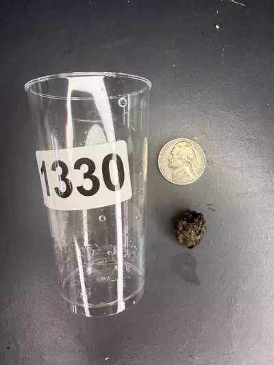 heat_pack/Mint Batwing Alocasia corm-0-thumbnail