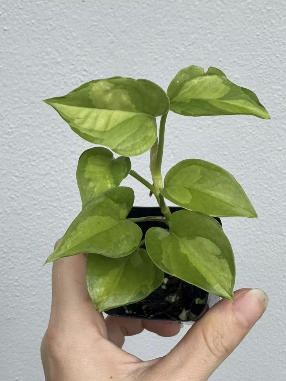 plant/EPIPREMNUM AUREUM | Global Green Pothos *add on only*-1