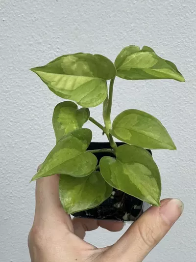 plant/EPIPREMNUM AUREUM | Global Green Pothos *add on only*-1-thumbnail