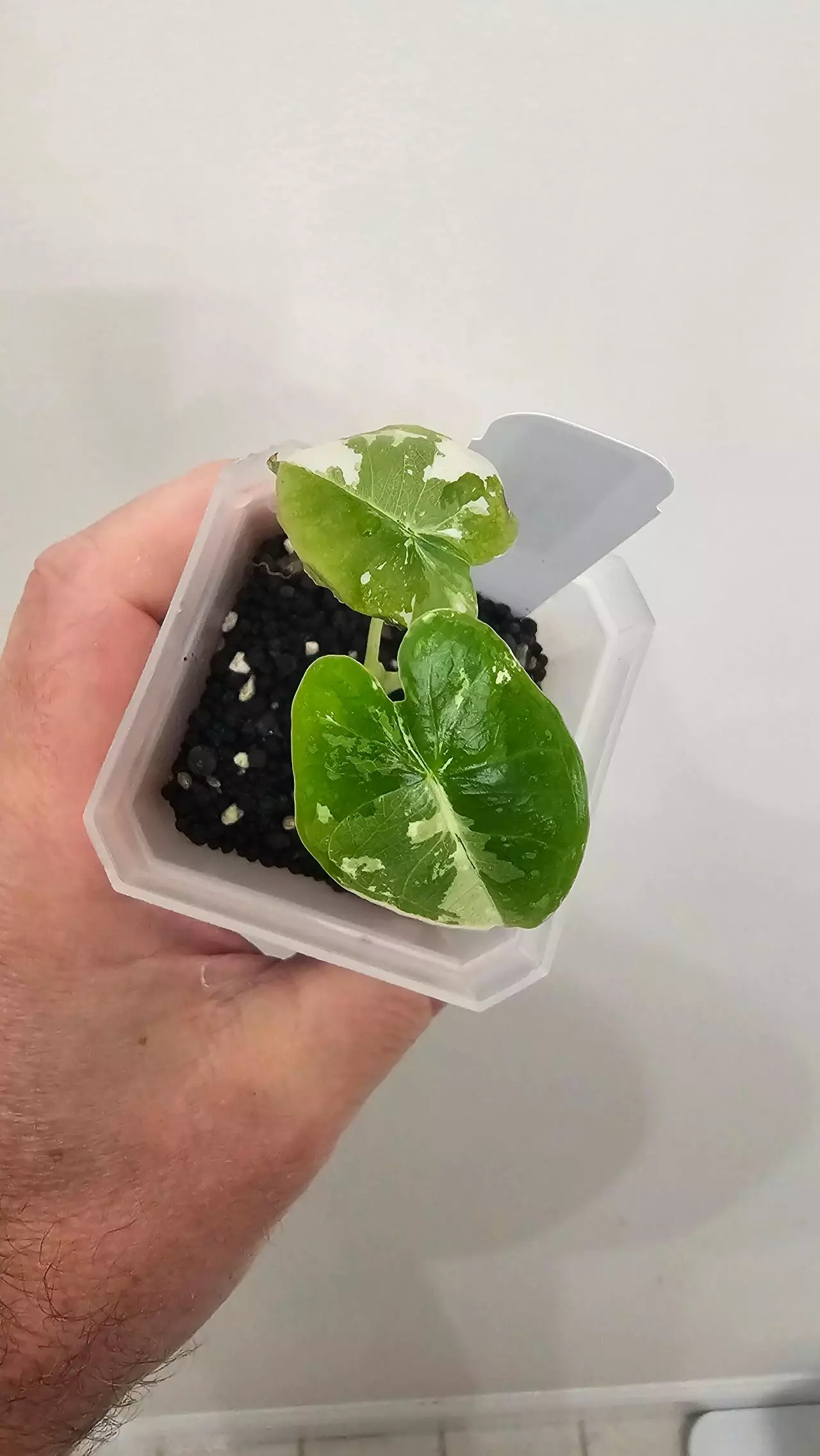 plant/Alocasia Variegated Frydek Pup #10-0