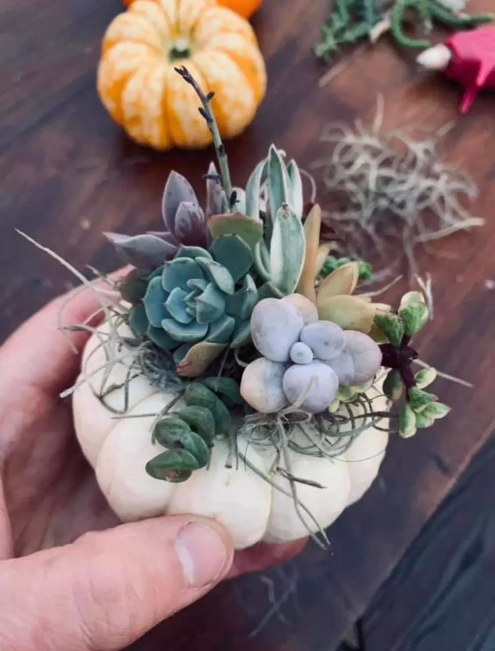 plant/Private Succulent Pumpkin Workshop Kit-0