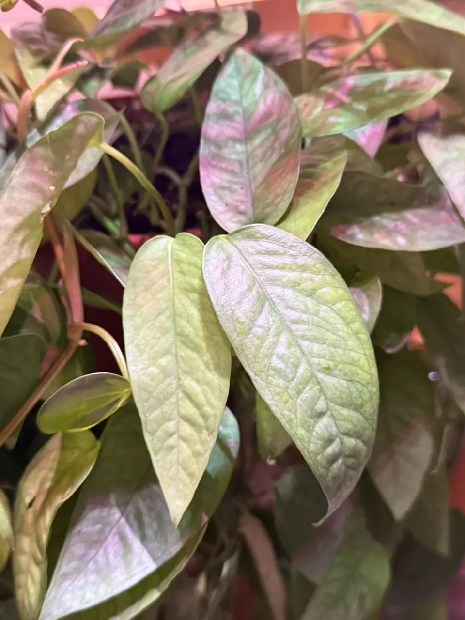 plant/Epipremnum pinnatum ‘Cebu Blue’ Fresh Cuttings-0