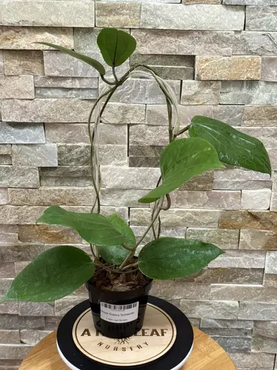 plant/Hoya Glabra Schlechter-0-thumbnail