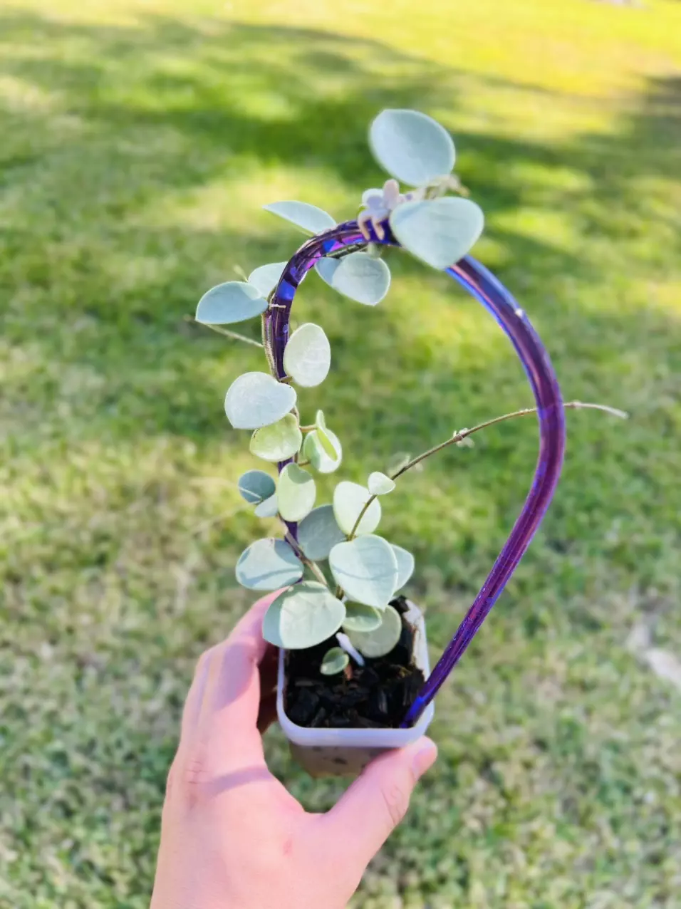 plant/Hoya ‘Grey Fairy’-0
