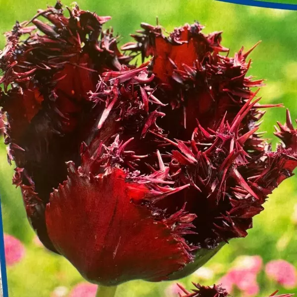 plant/‘Labrador’ Black Fringed Tulip Bulbs 5 pack-0