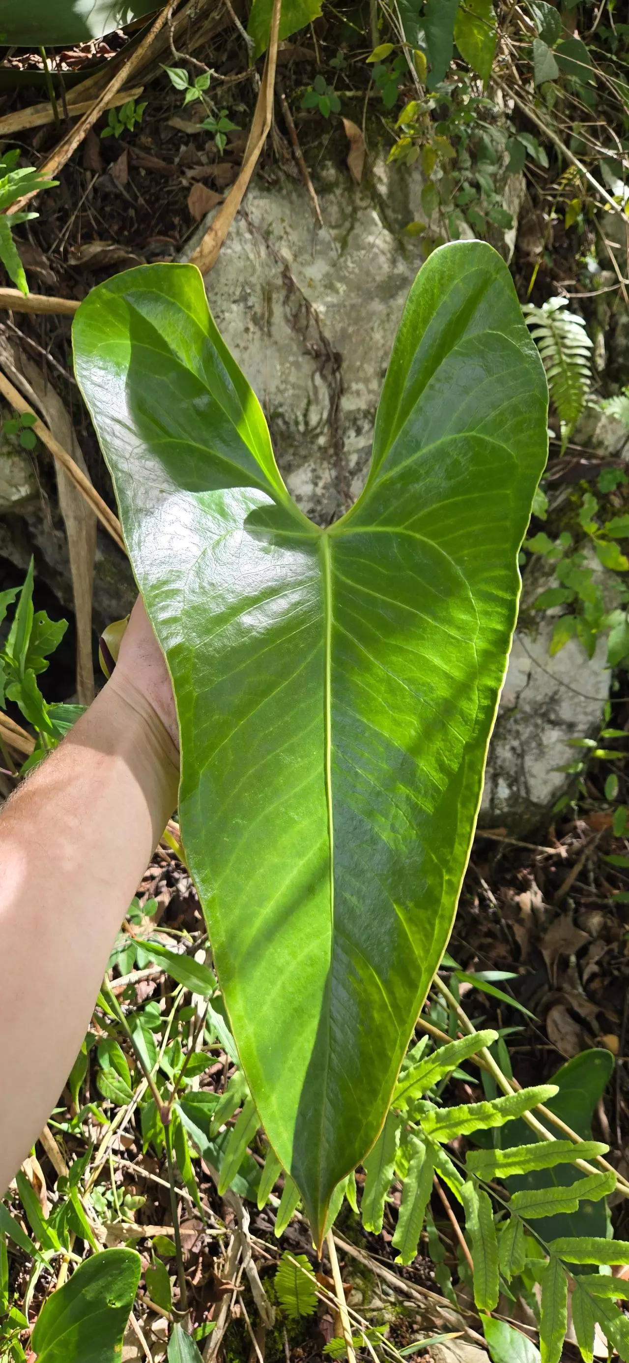 plant/Anthurium lucens Ocosingo Chiapas (seedling)-0